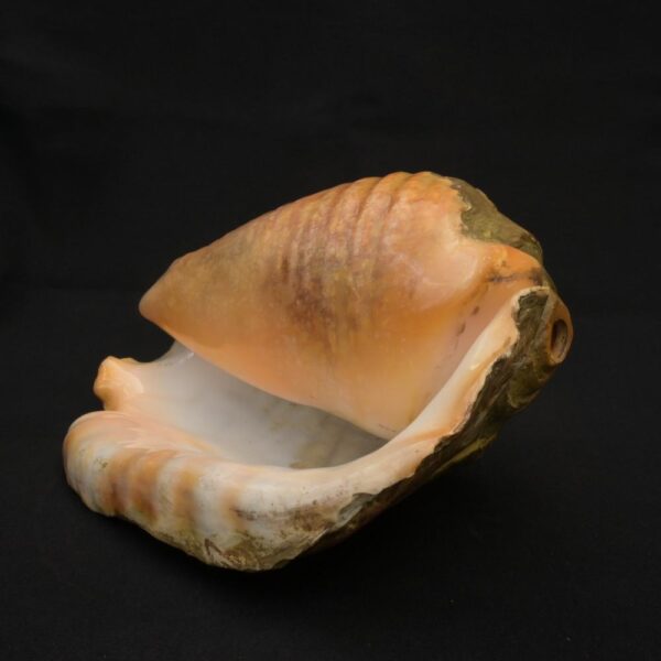 Pre-Columbian Chavín Pututu Shell with Inlaid Stones and Ritual Engravings - Imagen 11