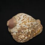 Authentic Inca Pututu Shell Trumpet – Ritual Horn, Natural Pre-Columbian Art