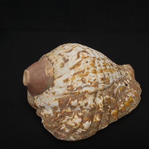 Authentic Inca Pututu Shell Trumpet – Ritual Horn, Natural Pre-Columbian Art - Imagen 1