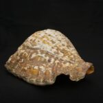 Authentic Inca Pututu Shell Trumpet – Ritual Horn, Natural Pre-Columbian Art - Imagen 3