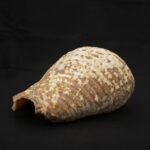Authentic Inca Pututu Shell Trumpet – Ritual Horn, Natural Pre-Columbian Art - Imagen 4