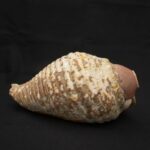 Authentic Inca Pututu Shell Trumpet – Ritual Horn, Natural Pre-Columbian Art - Imagen 5