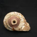 Authentic Inca Pututu Shell Trumpet – Ritual Horn, Natural Pre-Columbian Art - Imagen 6
