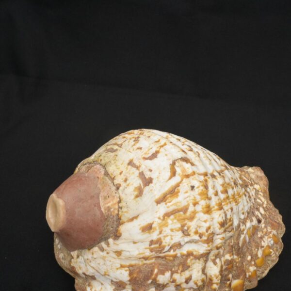 Authentic Inca Pututu Shell Trumpet – Ritual Horn, Natural Pre-Columbian Art - Imagen 7