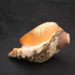 Authentic Inca Pututu Shell Trumpet – Ritual Horn, Natural Pre-Columbian Art - Imagen 9