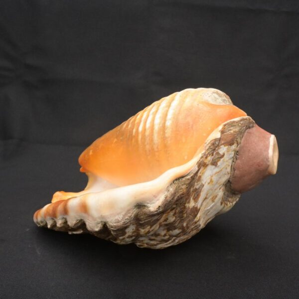 Authentic Inca Pututu Shell Trumpet – Ritual Horn, Natural Pre-Columbian Art - Imagen 9
