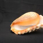 Authentic Inca Pututu Shell Trumpet – Ritual Horn, Natural Pre-Columbian Art - Imagen 11