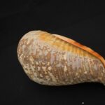 Authentic Inca Pututu Shell Trumpet – Ritual Horn, Natural Pre-Columbian Art - Imagen 13