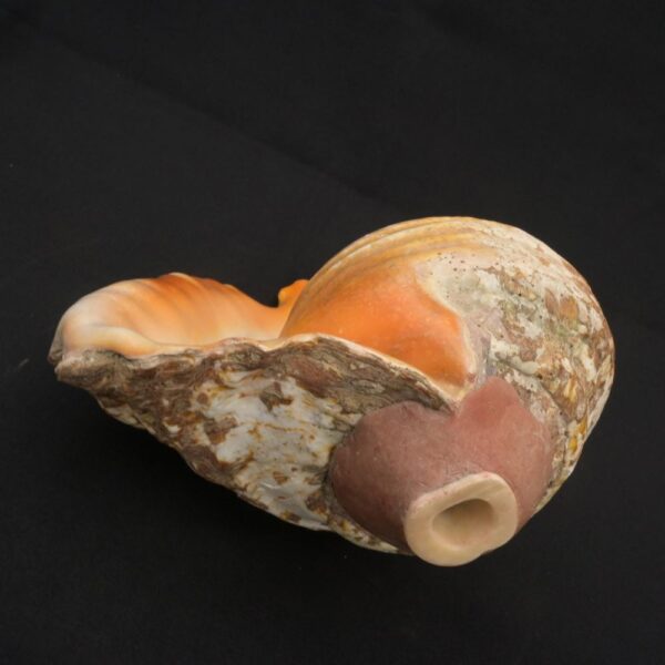 Authentic Inca Pututu Shell Trumpet – Ritual Horn, Natural Pre-Columbian Art - Imagen 14