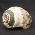 Inca Pututu Shell Trumpet – Mosaic Inlay with Warrior & Animal Motifs - Imagen 7