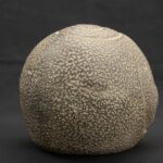 ⚫ Chavín Ceramic Bottle with a Supernatural Face and Ritualized Textures - Imagen 6