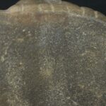 Pre-Columbian Moche Ceramic Priest Bottle - Image 11