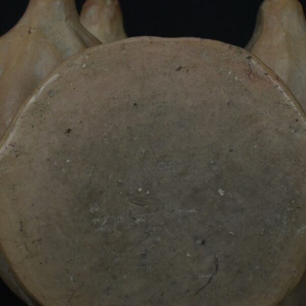 Pre-Columbian Moche Ceramic Whistle with Cacao and Figures - Image 11