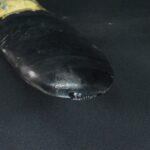 Pre-Columbian Moche Obsidian Ritual Knife with Condor Motif - Image 14