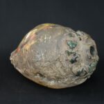 Pre-Columbian Moche Pututu with Precious Stone Inlays - Imagen 3