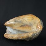 Pre-Columbian Moche Pututu with Precious Stone Inlays - Imagen 6