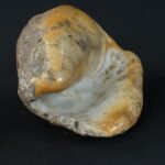 Pre-Columbian Moche Pututu with Precious Stone Inlays - Imagen 10