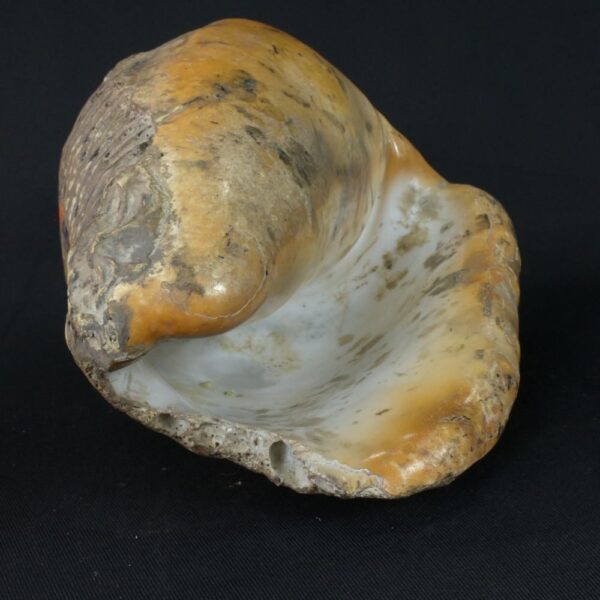 Pre-Columbian Moche Pututu with Precious Stone Inlays - Image 10