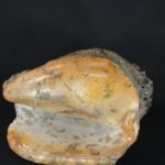 Pre-Columbian Moche Pututu with Precious Stone Inlays - Imagen 11