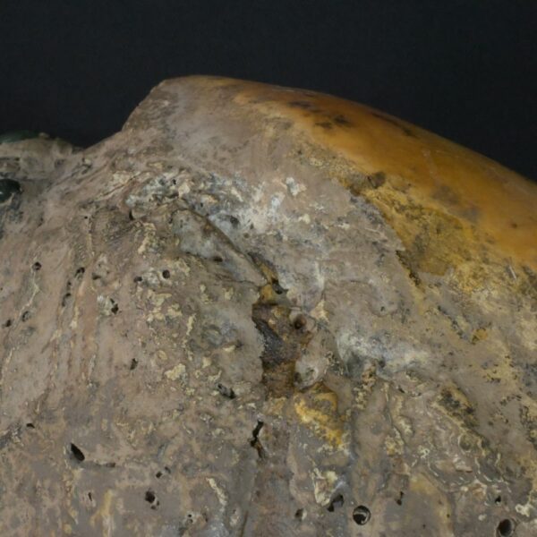 Pre-Columbian Moche Pututu with Precious Stone Inlays - Image 13