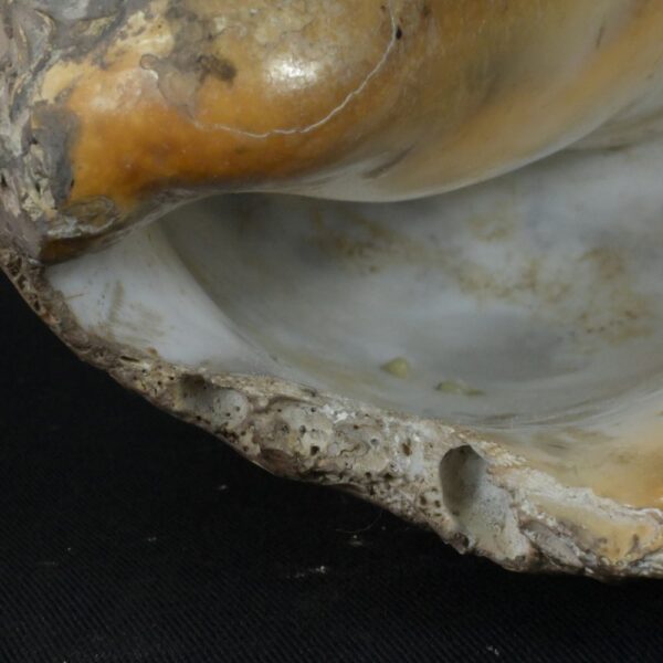 Pre-Columbian Moche Pututu with Precious Stone Inlays - Image 14