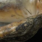 Pre-Columbian Moche Pututu with Precious Stone Inlays - Imagen 15