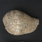 Pre-Columbian Moche Pututu Ceremonial Conch