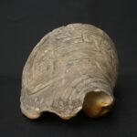 Pre-Columbian Moche Pututu Ceremonial Conch - Imagen 3