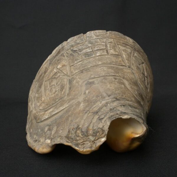 Pre-Columbian Moche Pututu Ceremonial Conch - Image 3