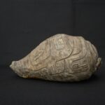 Pre-Columbian Moche Pututu Ceremonial Conch - Imagen 4