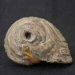 Pre-Columbian Moche Pututu Ceremonial Conch - Imagen 5