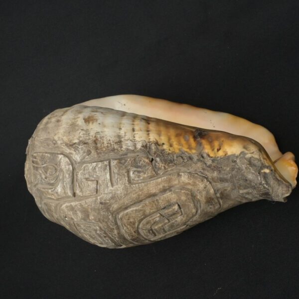Pre-Columbian Moche Pututu Ceremonial Conch - Image 6