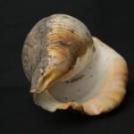 Pre-Columbian Moche Pututu Ceremonial Conch - Imagen 7