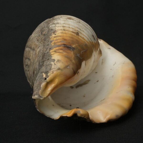 Pre-Columbian Moche Pututu Ceremonial Conch - Image 7