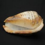 Pre-Columbian Moche Pututu Ceremonial Conch - Imagen 8