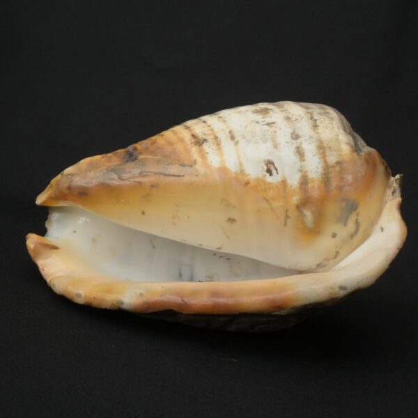 Pre-Columbian Moche Pututu Ceremonial Conch - Image 8