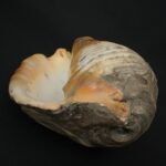 Pre-Columbian Moche Pututu Ceremonial Conch - Imagen 9