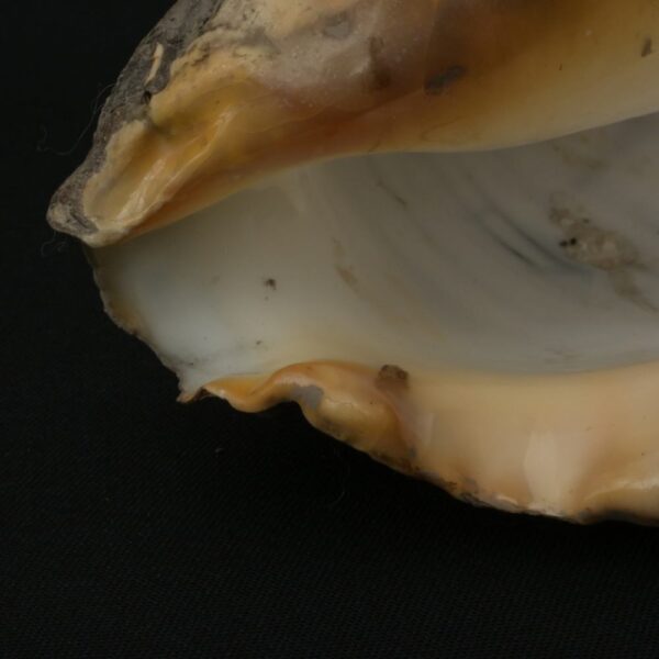 Pre-Columbian Moche Pututu Ceremonial Conch - Image 10