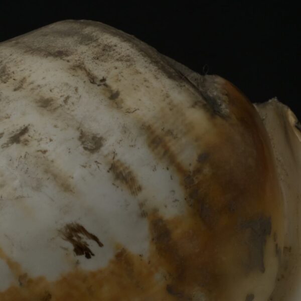 Pre-Columbian Moche Pututu Ceremonial Conch - Image 11