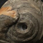 Pre-Columbian Moche Pututu Ceremonial Conch - Imagen 12