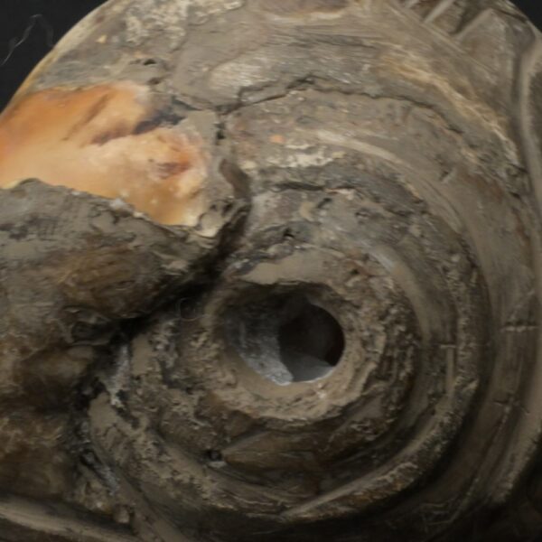 Pre-Columbian Moche Pututu Ceremonial Conch - Image 12