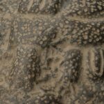 Pre-Columbian Moche Ceremonial Head Sculpture - Imagen 13