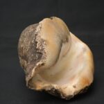 Precolumbian Moche Pututu with Gemstone Inlays - Imagen 8