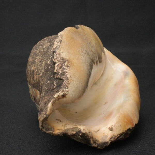 Precolumbian Moche Pututu with Gemstone Inlays - Image 8