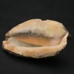 Precolumbian Moche Pututu with Gemstone Inlays - Imagen 9