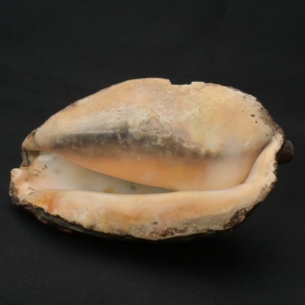 Precolumbian Moche Pututu with Gemstone Inlays - Image 9