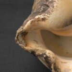 Precolumbian Moche Pututu with Gemstone Inlays - Imagen 12