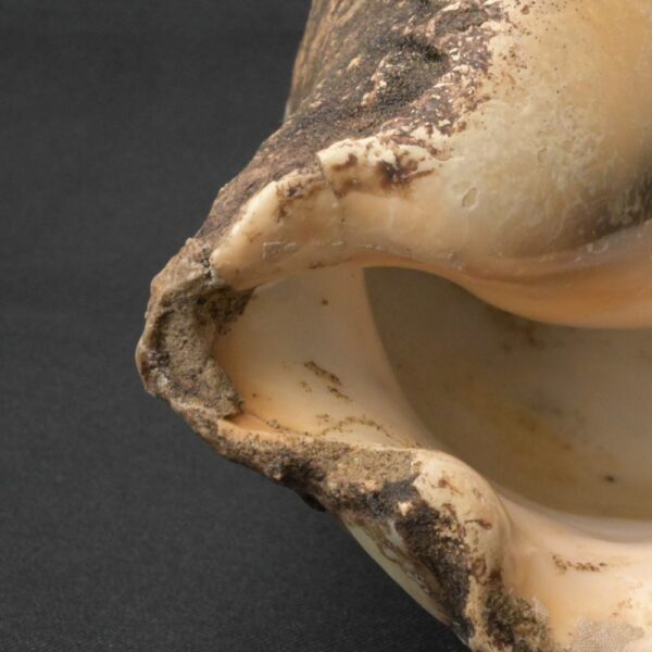 Precolumbian Moche Pututu with Gemstone Inlays - Image 12