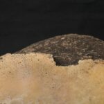 Precolumbian Moche Pututu with Gemstone Inlays - Imagen 13