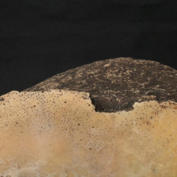 Precolumbian Moche Pututu with Gemstone Inlays - Image 13